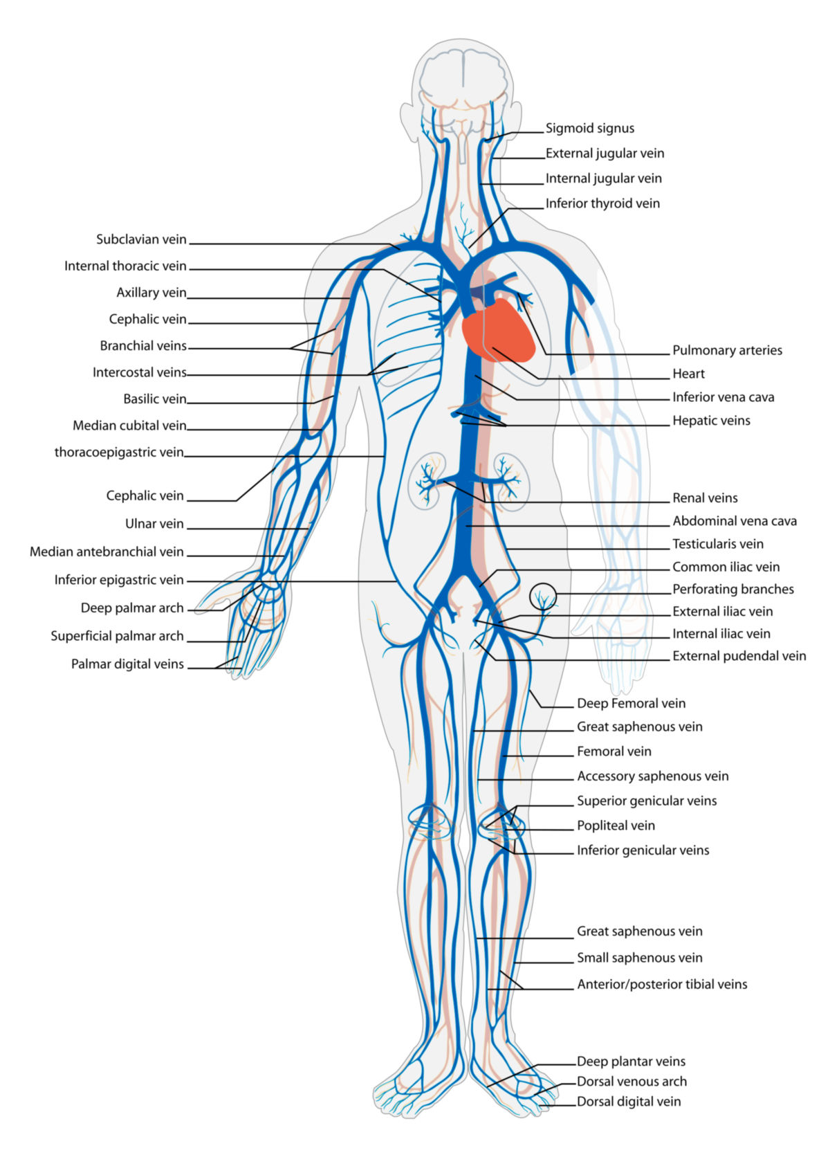 Blutkreislauf: Venöses System (Illustration)