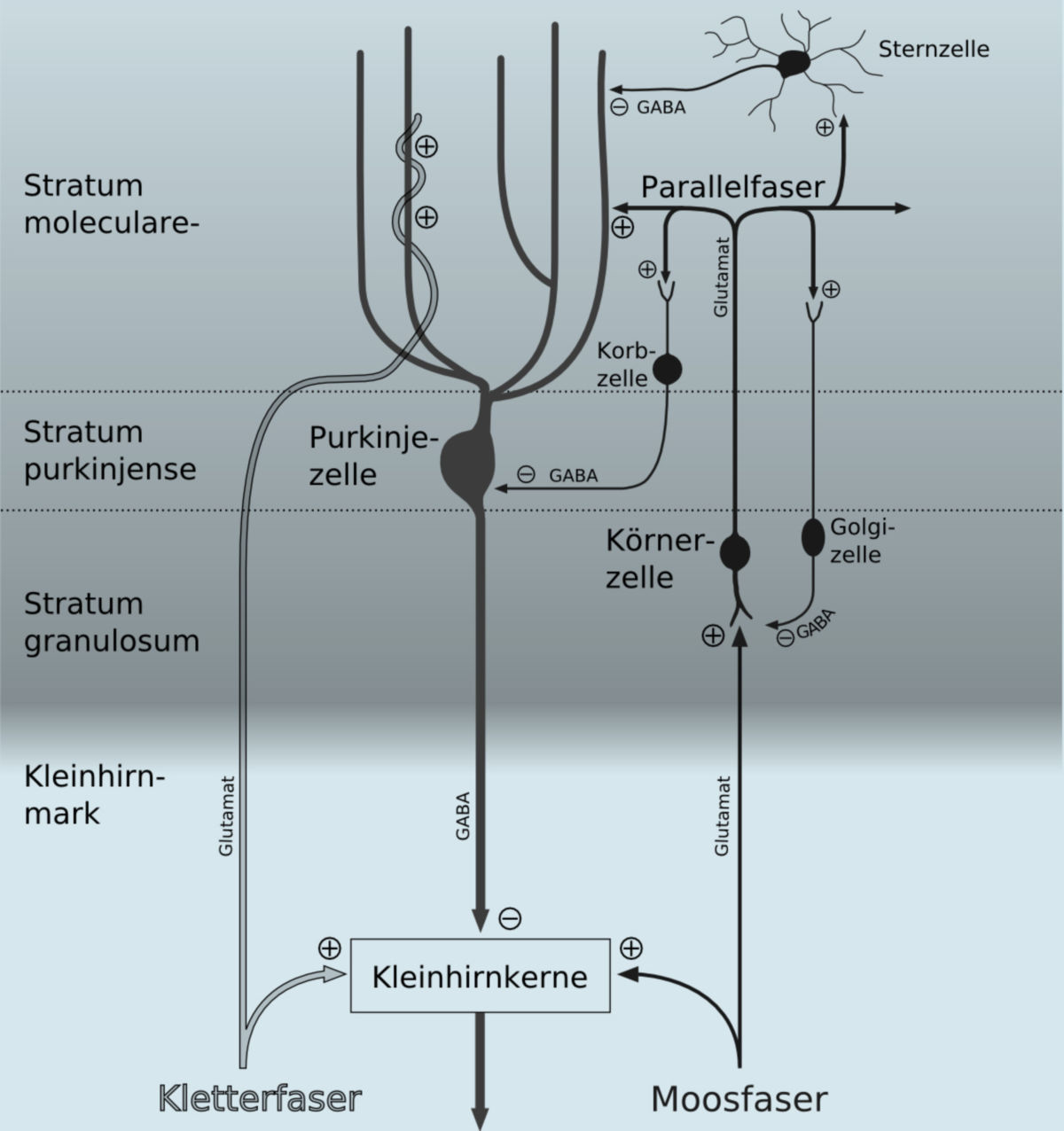 Diagramm der zerebellären Verschaltung