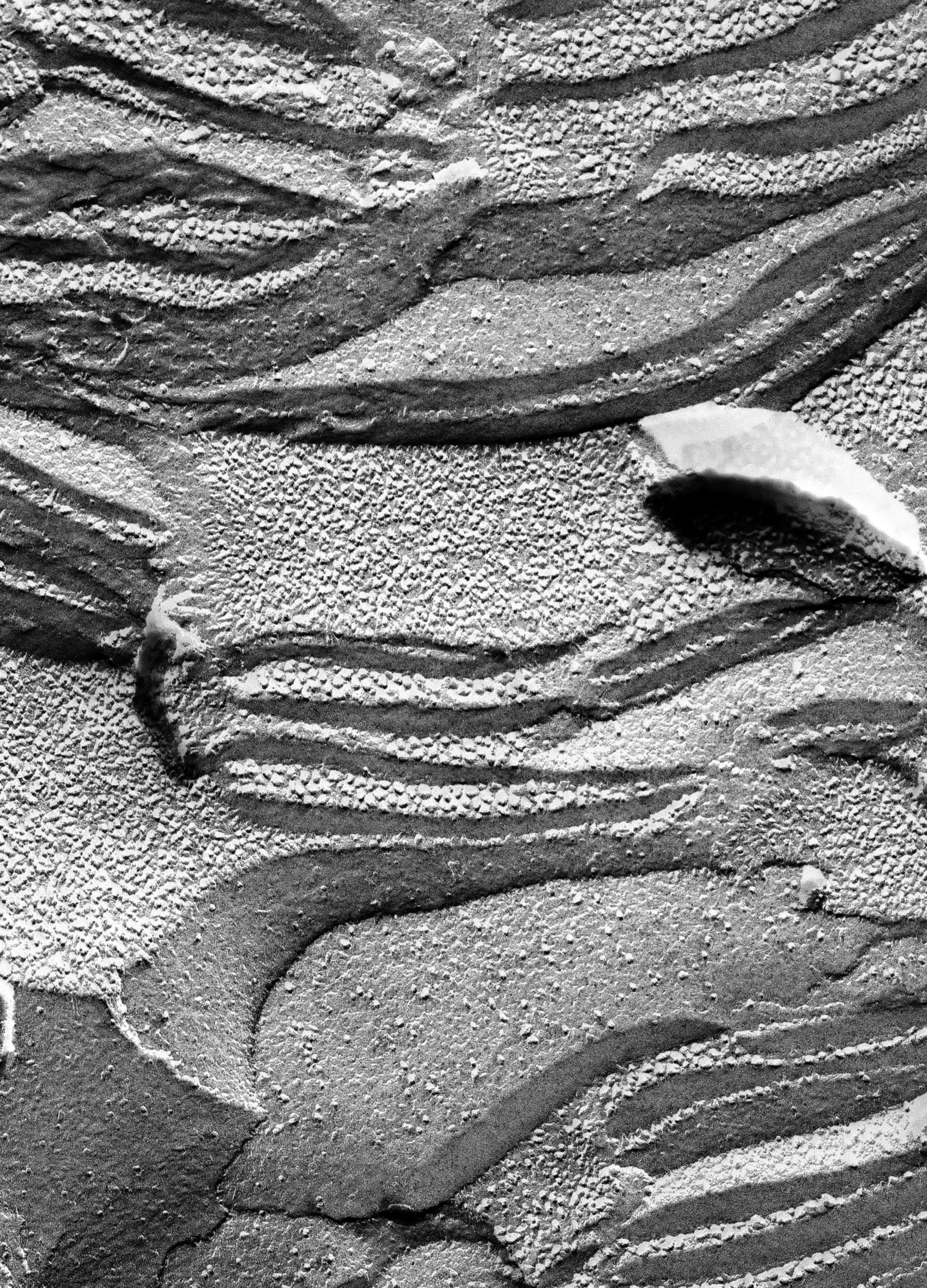 Prochloron (Thylakoid) - CIL:16500
