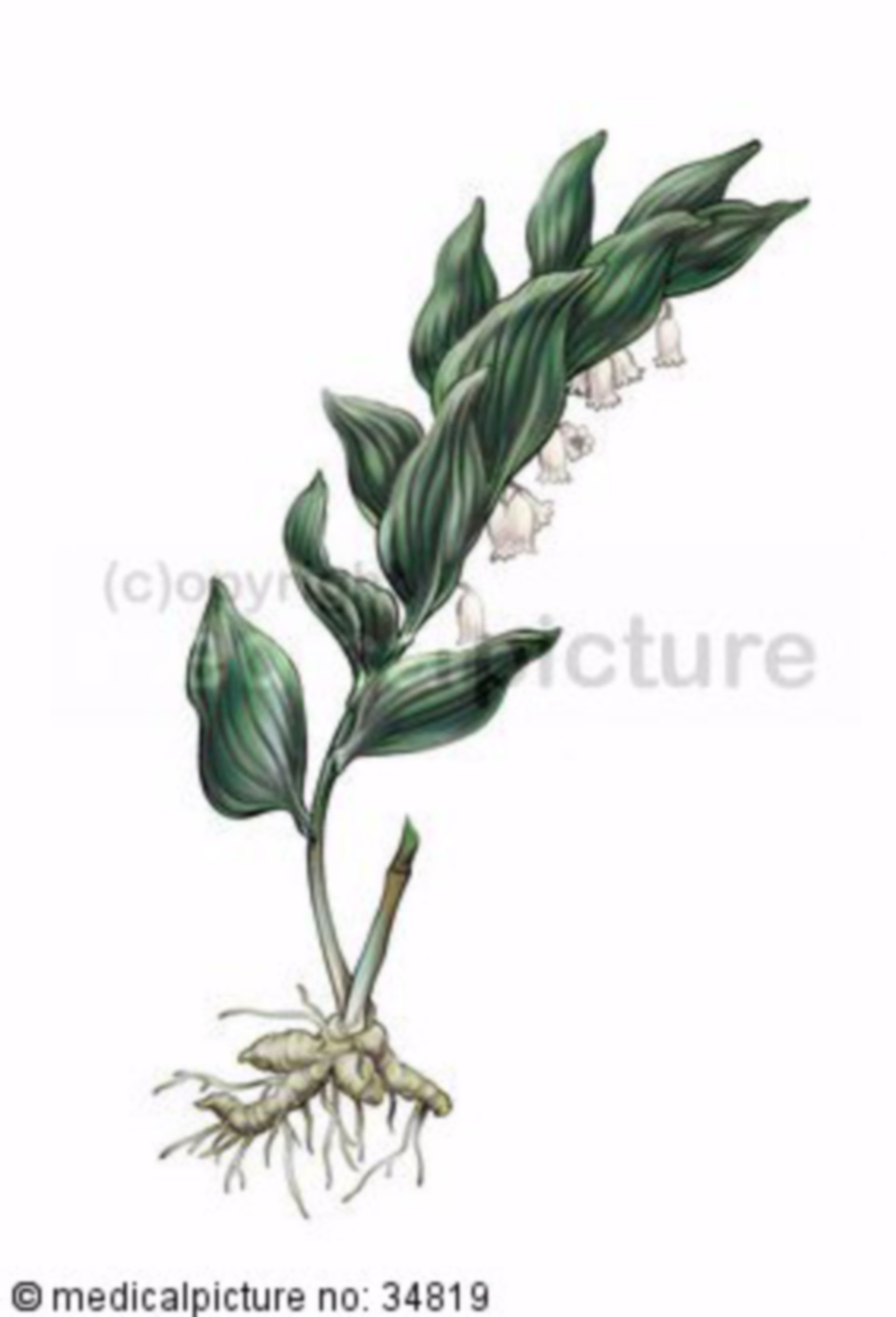  Salomonsiegel, Polygonatum odoratum 
