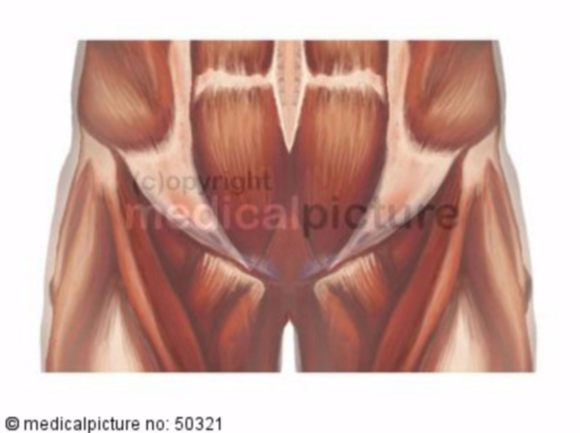 Anatomy of the pelvic area
