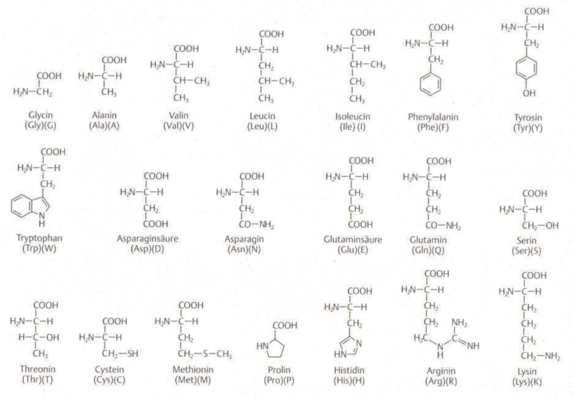 Aminosäuren - 181aminos1.jpg