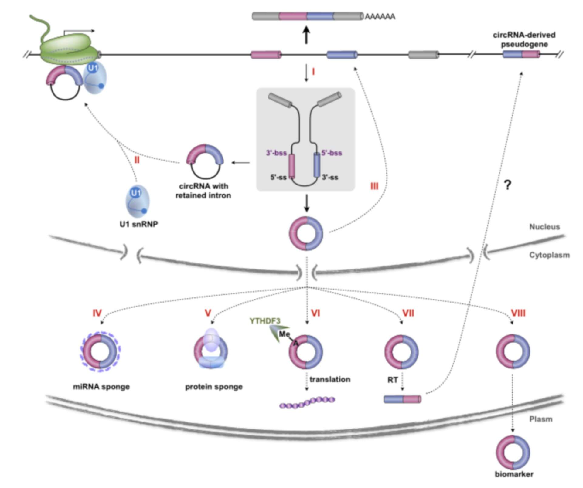 circRNA Functional Analysis