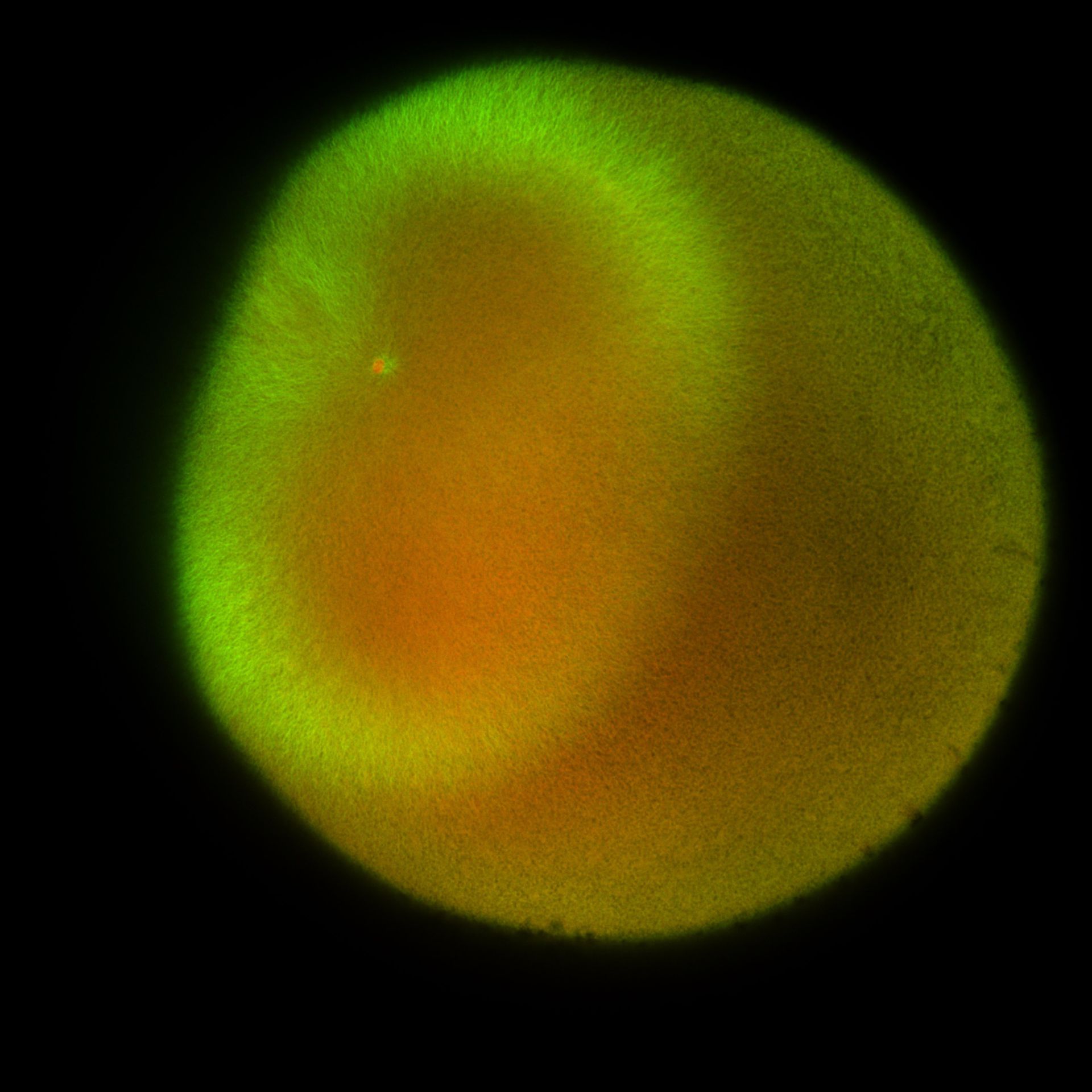Xenopus laevis (DNA) - CIL:36466