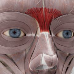 Musculus procerus DocCheck Flexikon