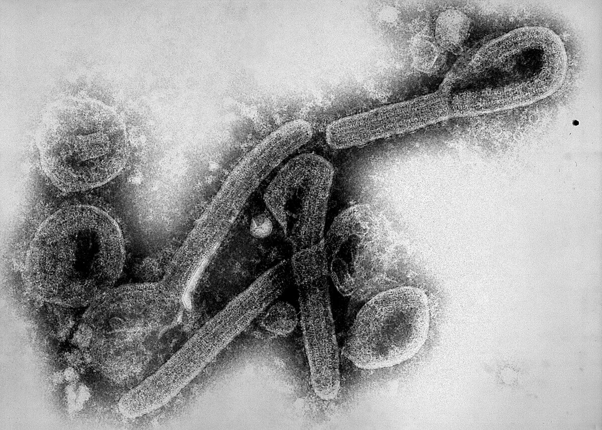 Marburgvirus
