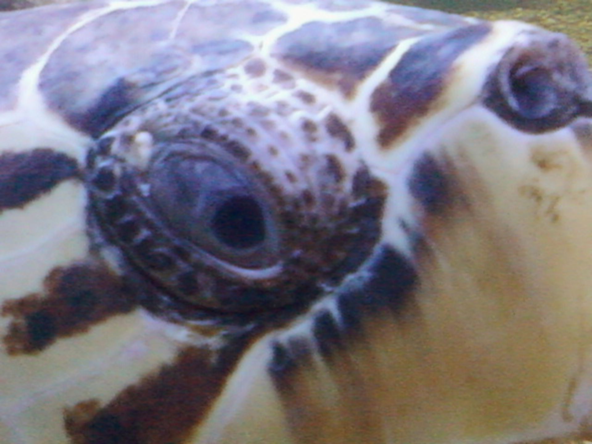 Conjunctival injury on a hawksbill sea turtle