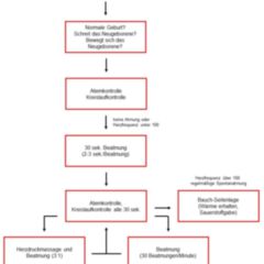 Herzdruckmassage Doccheck Flexikon