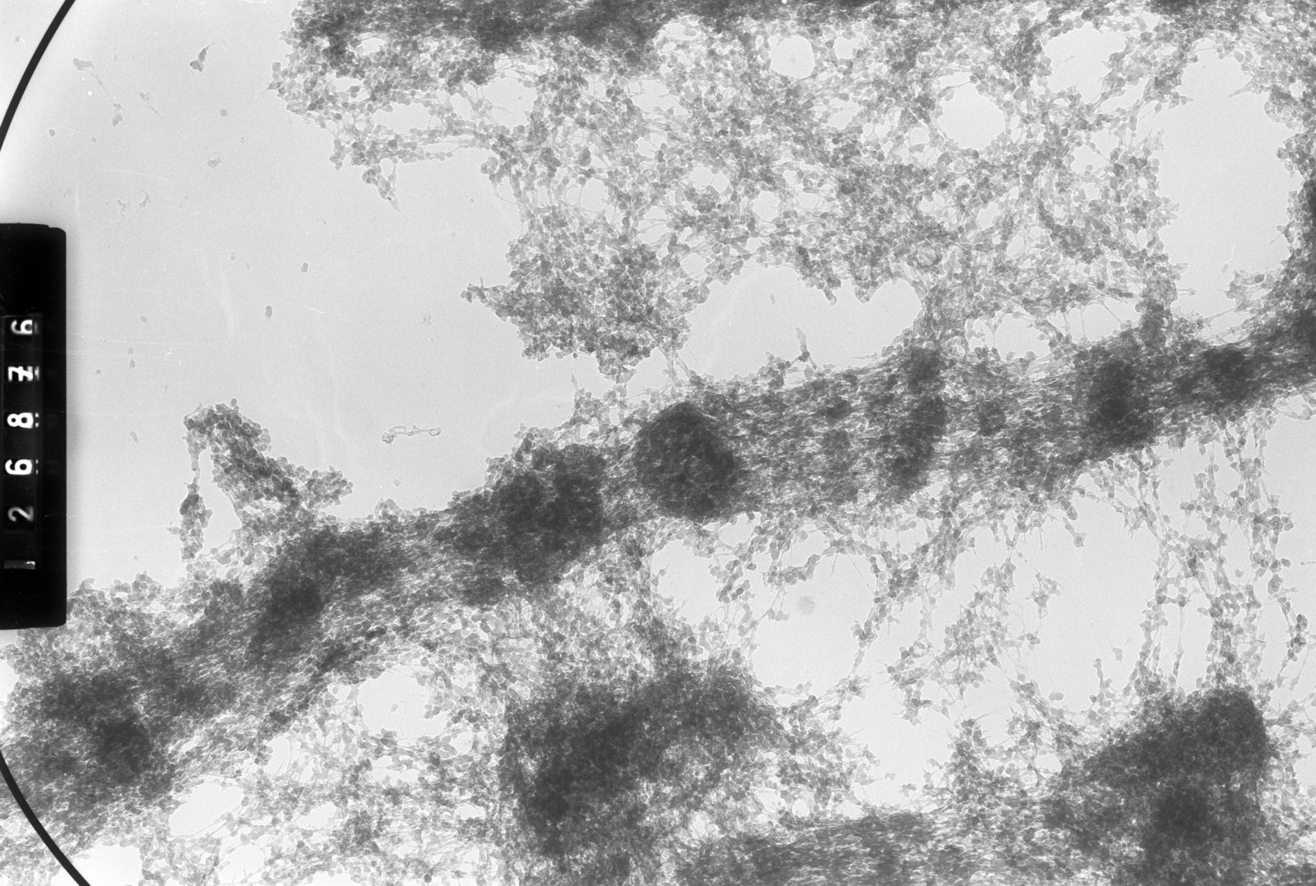 Drosophila melanogaster (Polytene chromosome) - CIL:25401