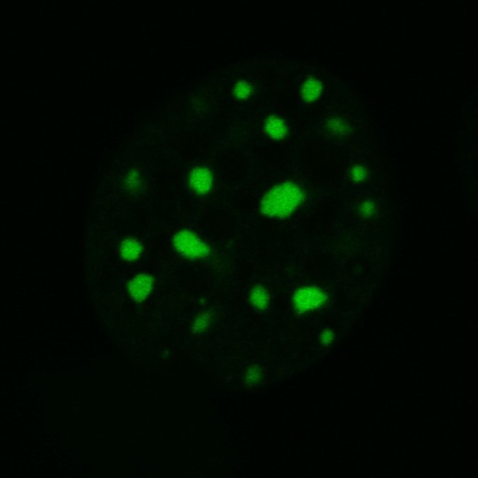 Mus musculus (Nuclear chromatin) - CIL:8049