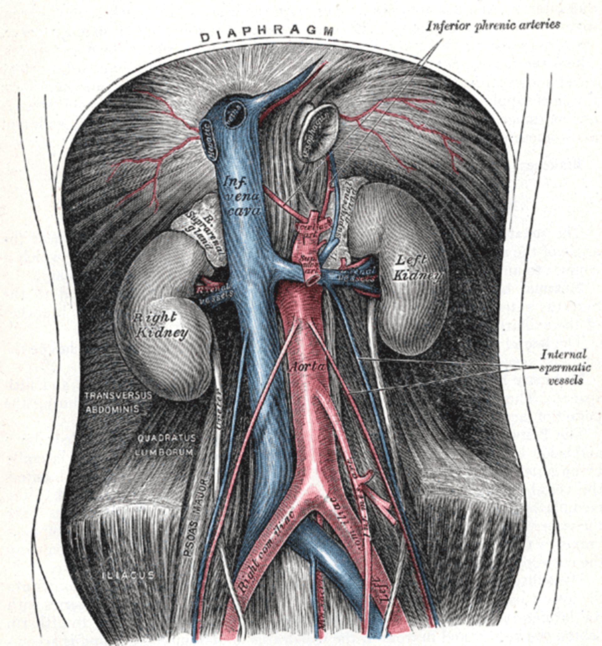 Aorta abdominal