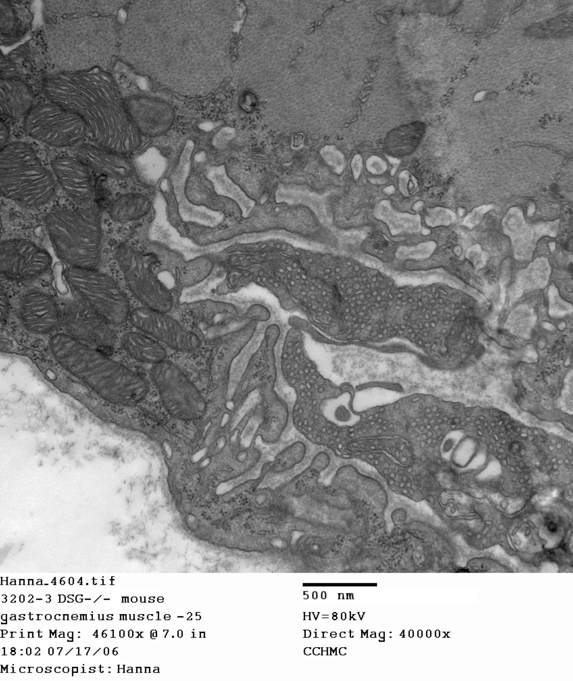 Mus musculus (Dystroglycan complex) - CIL:401