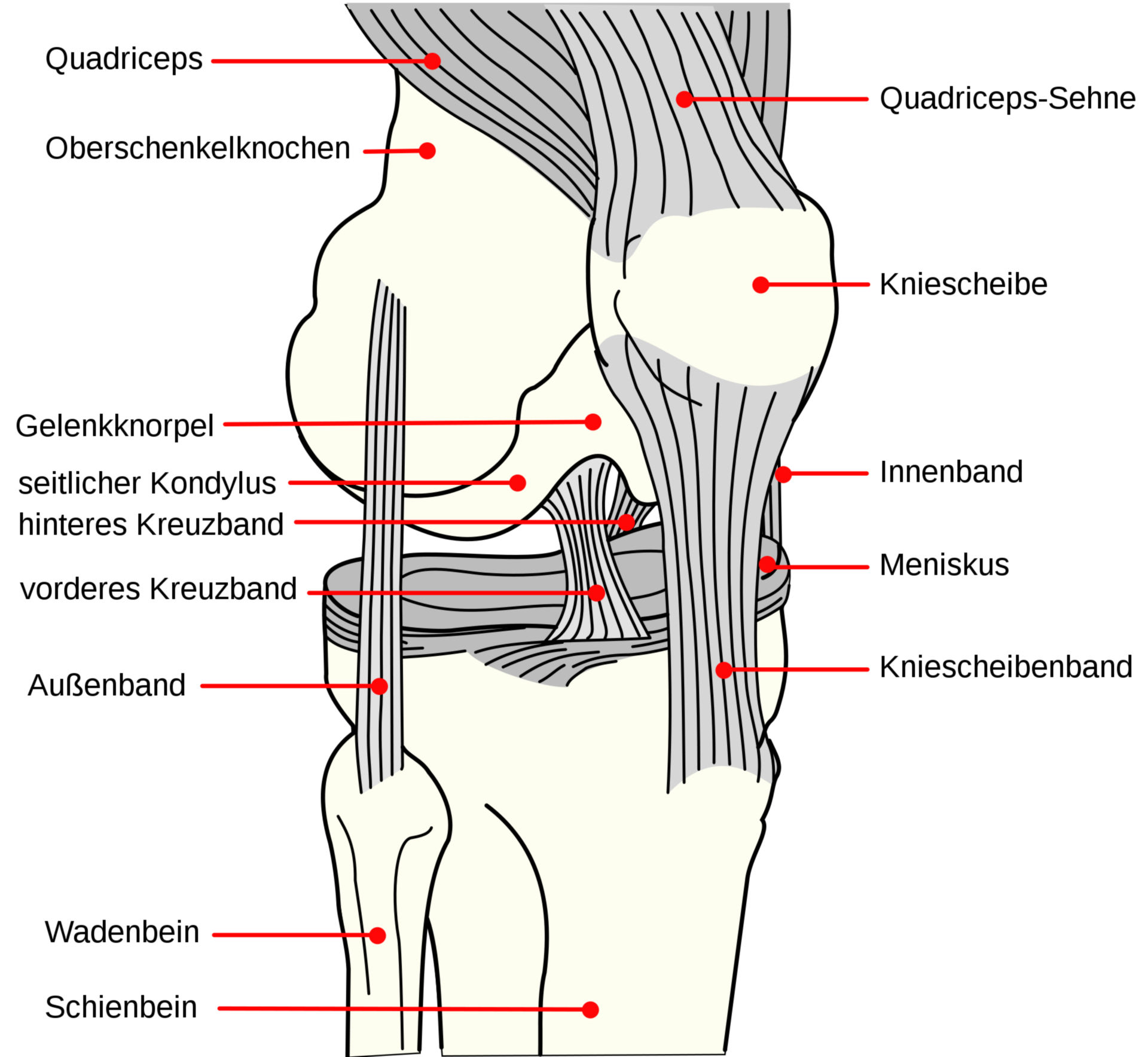 Bänder des rechten Kniegelenkes (Schema)