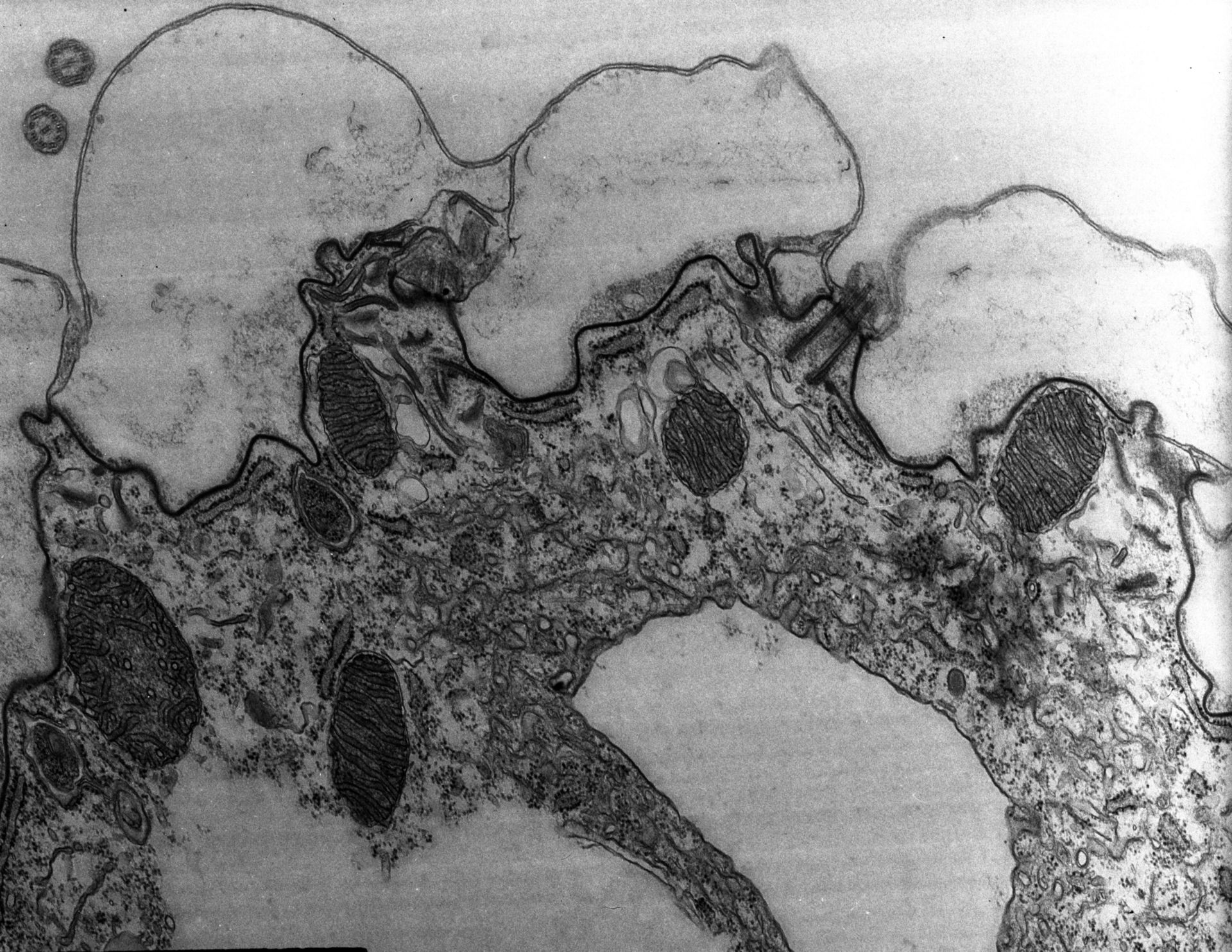 Coleps hirtus (Cortical membranes) - CIL:9252