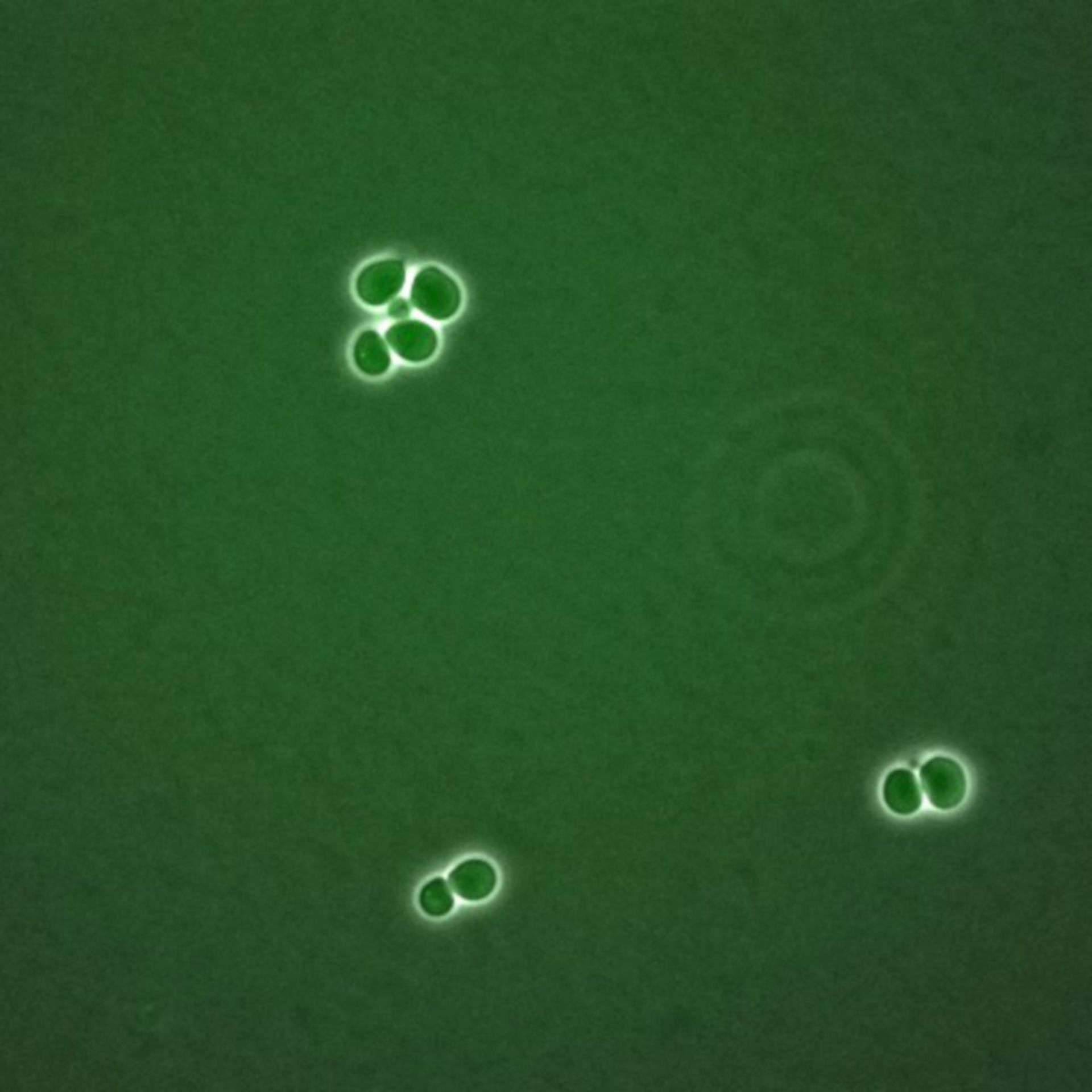 Saccharomyces cerevisiae (BUB2 protein) - CIL:35739