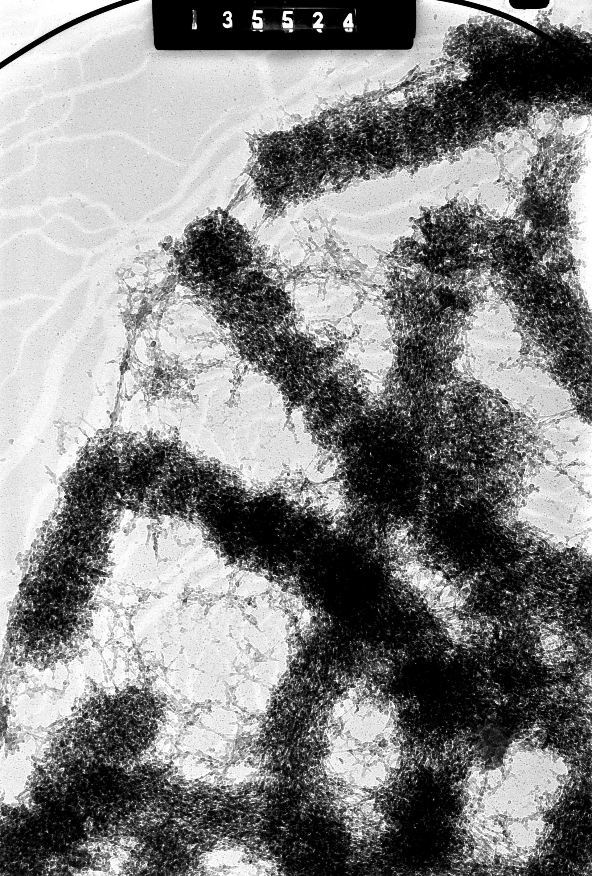 Cricetulus griseus (Nuclear chromosome) - CIL:41707