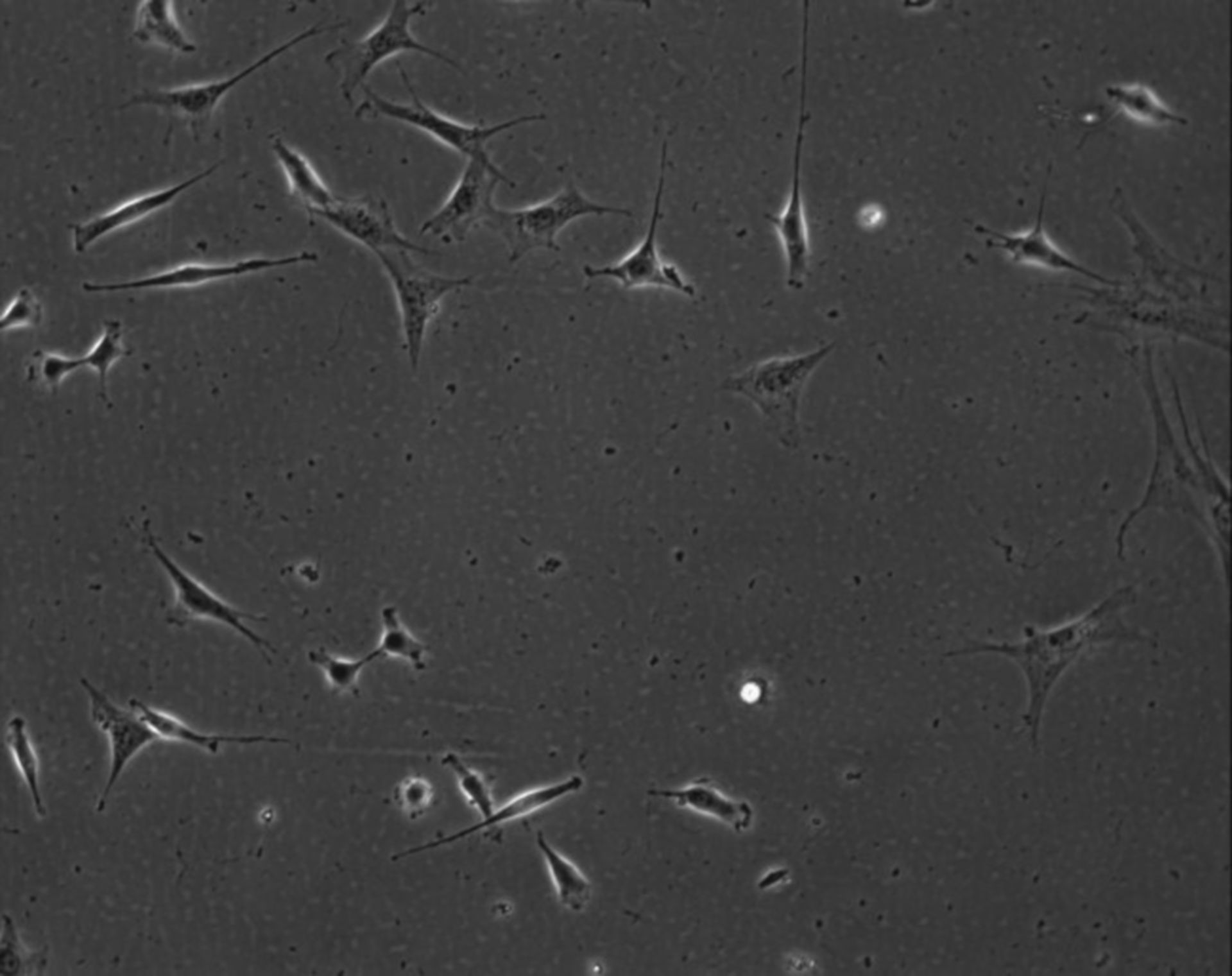 Mus musculus (Extracellular matrix part) - CIL:8979