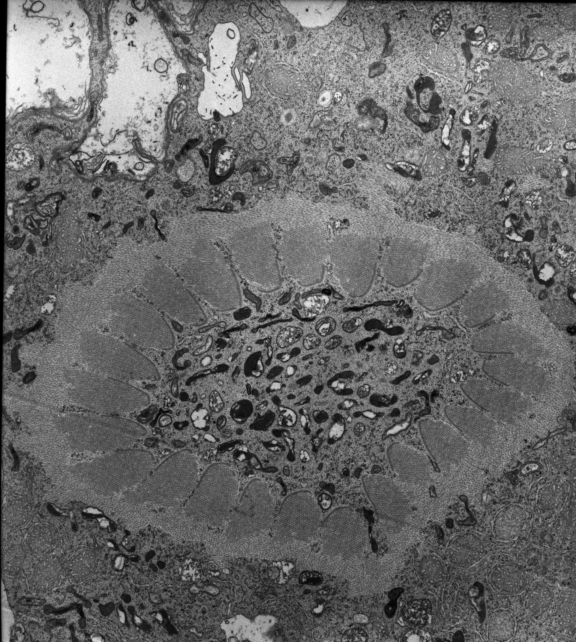 Nassula (Microtubule associated complex) - CIL:7750