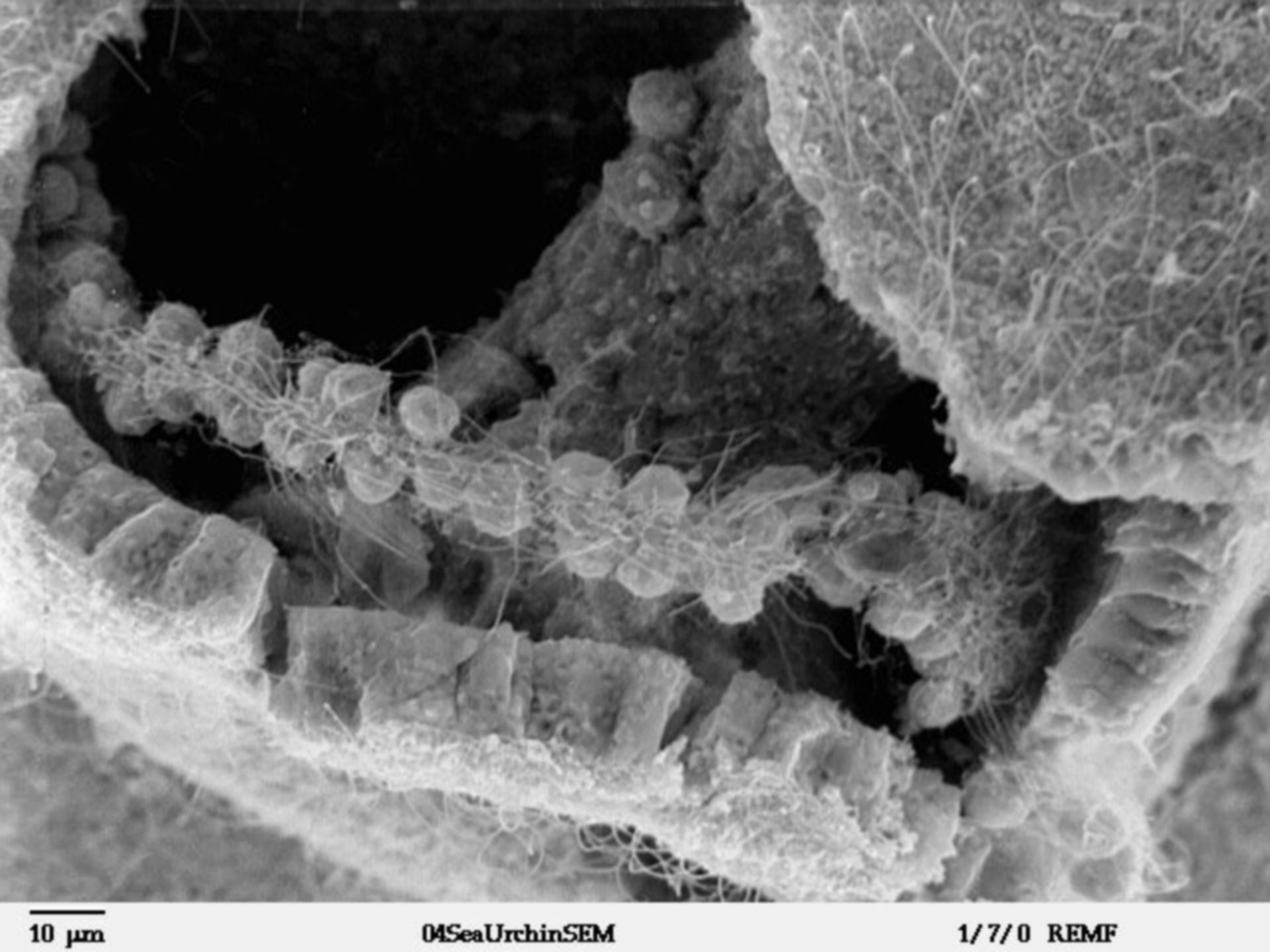 Lytechinus pictus (Cell surface) - CIL:39785