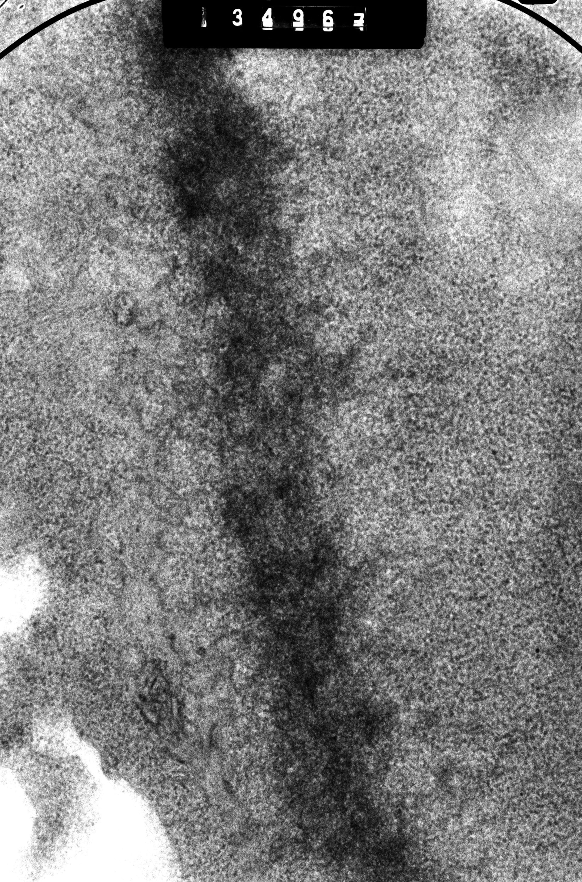 Cricetulus griseus (Nuclear chromosome) - CIL:41723