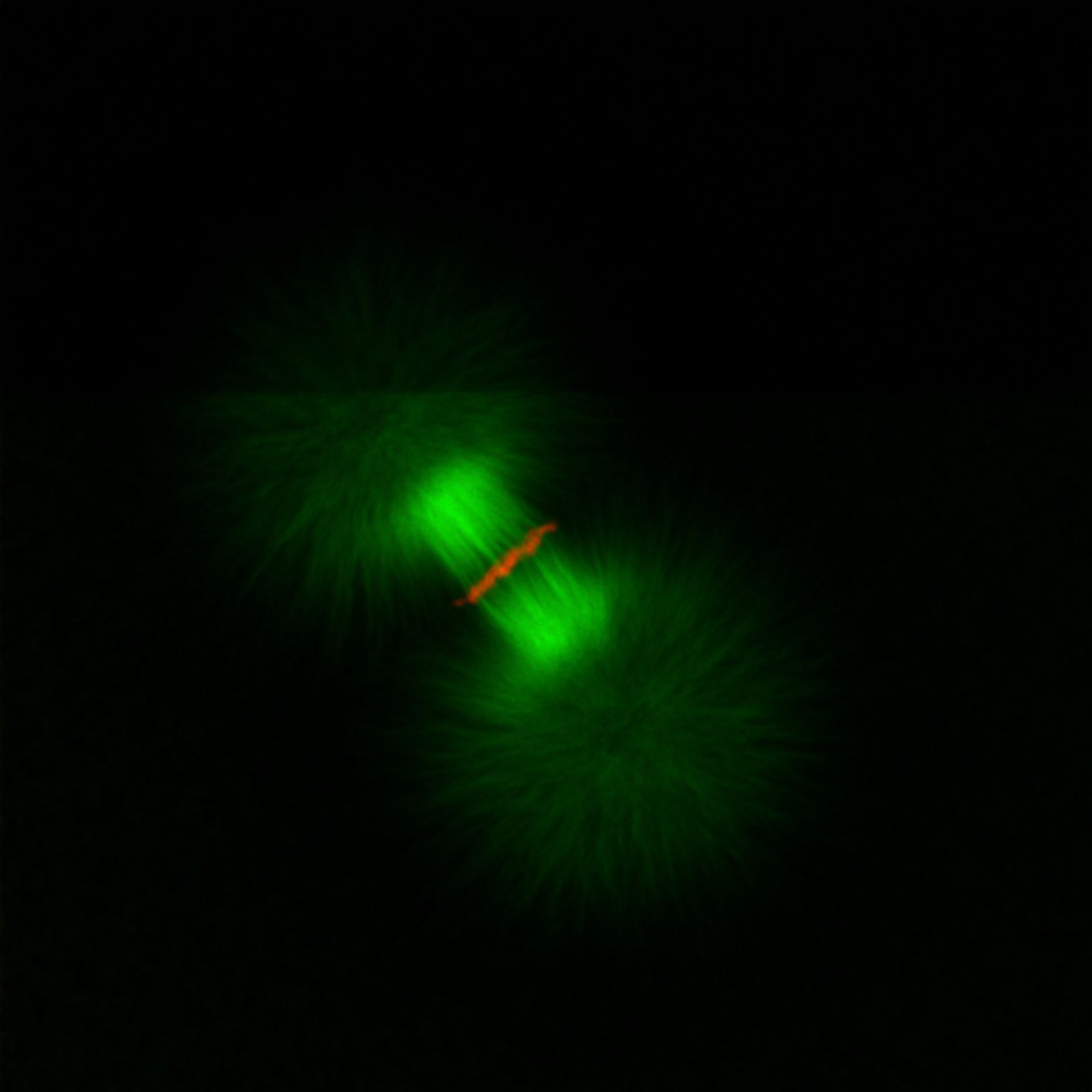 Xenopus laevis (DNA) - CIL:36538