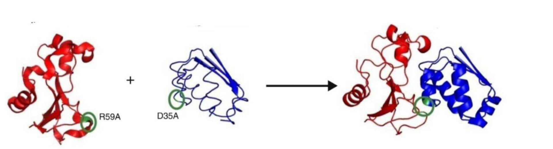 Binding Affinity Measurement