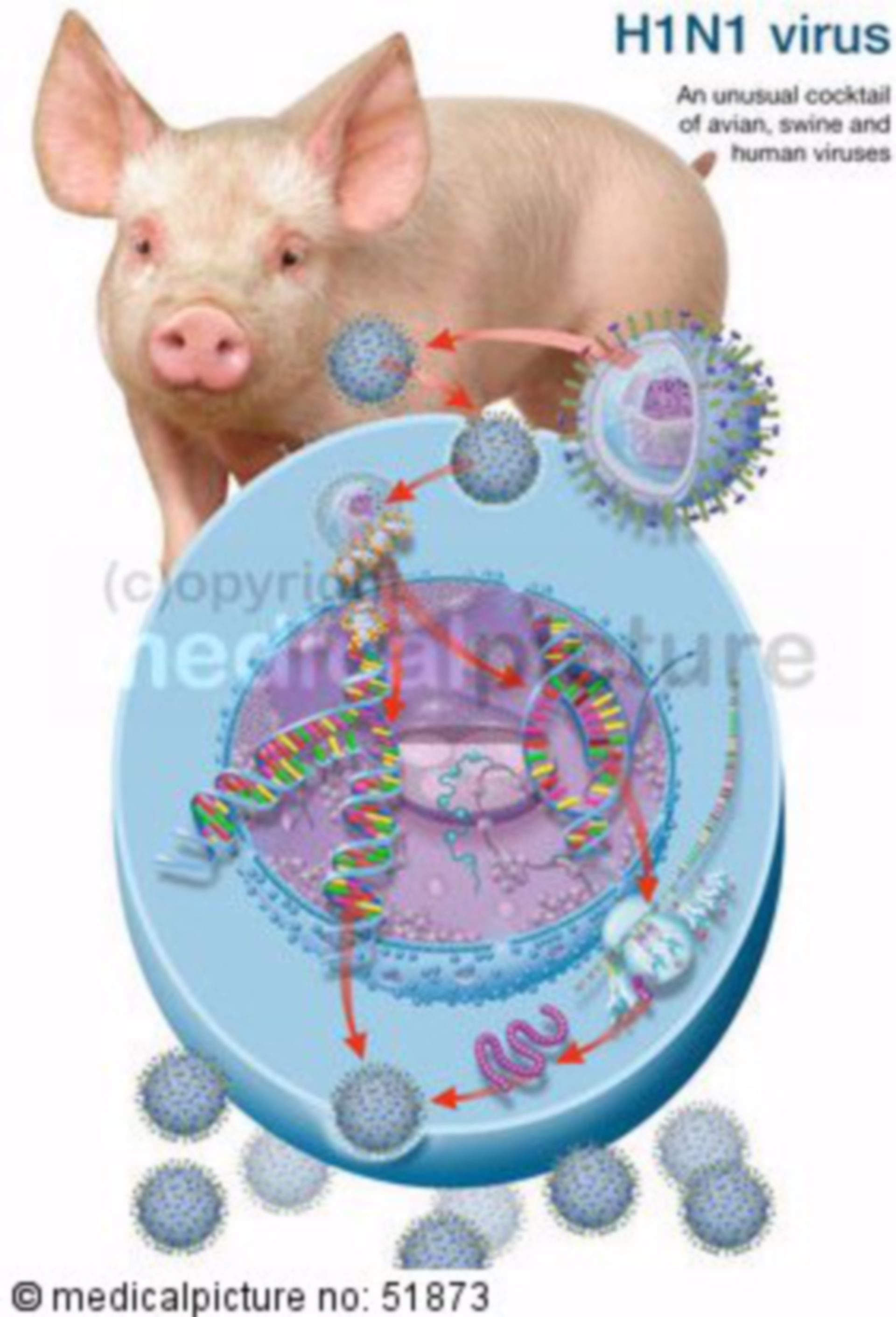  Variation des Schweinegrippevirus 
