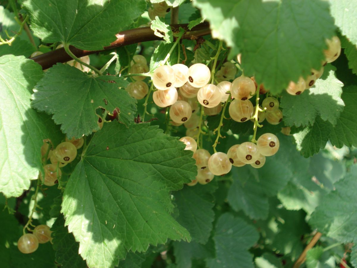 Vitamin - DocCheck Flexikon