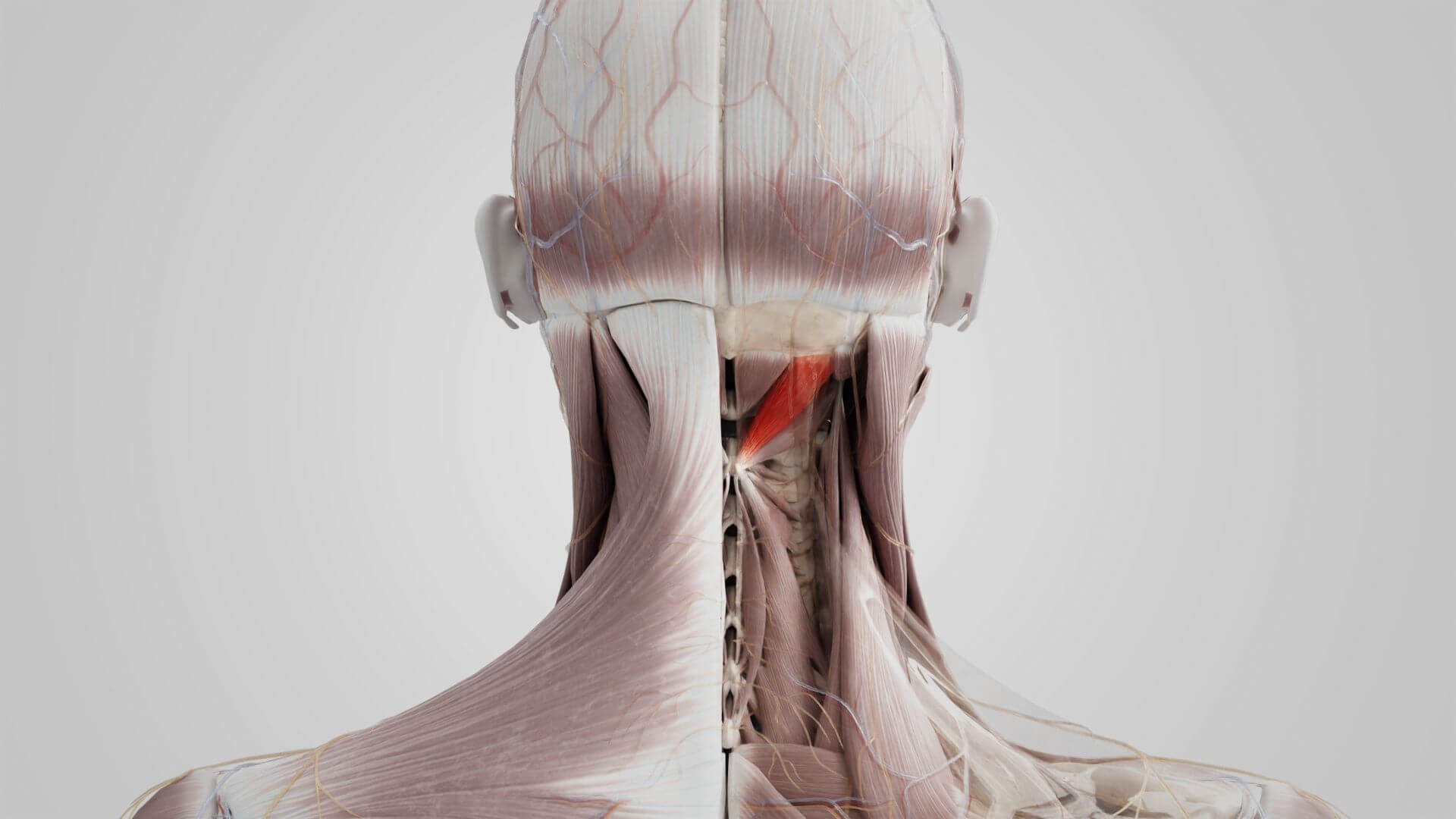Musculus rectus capitis posterior major