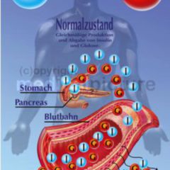 Insulinsekretion - DocCheck Flexikon