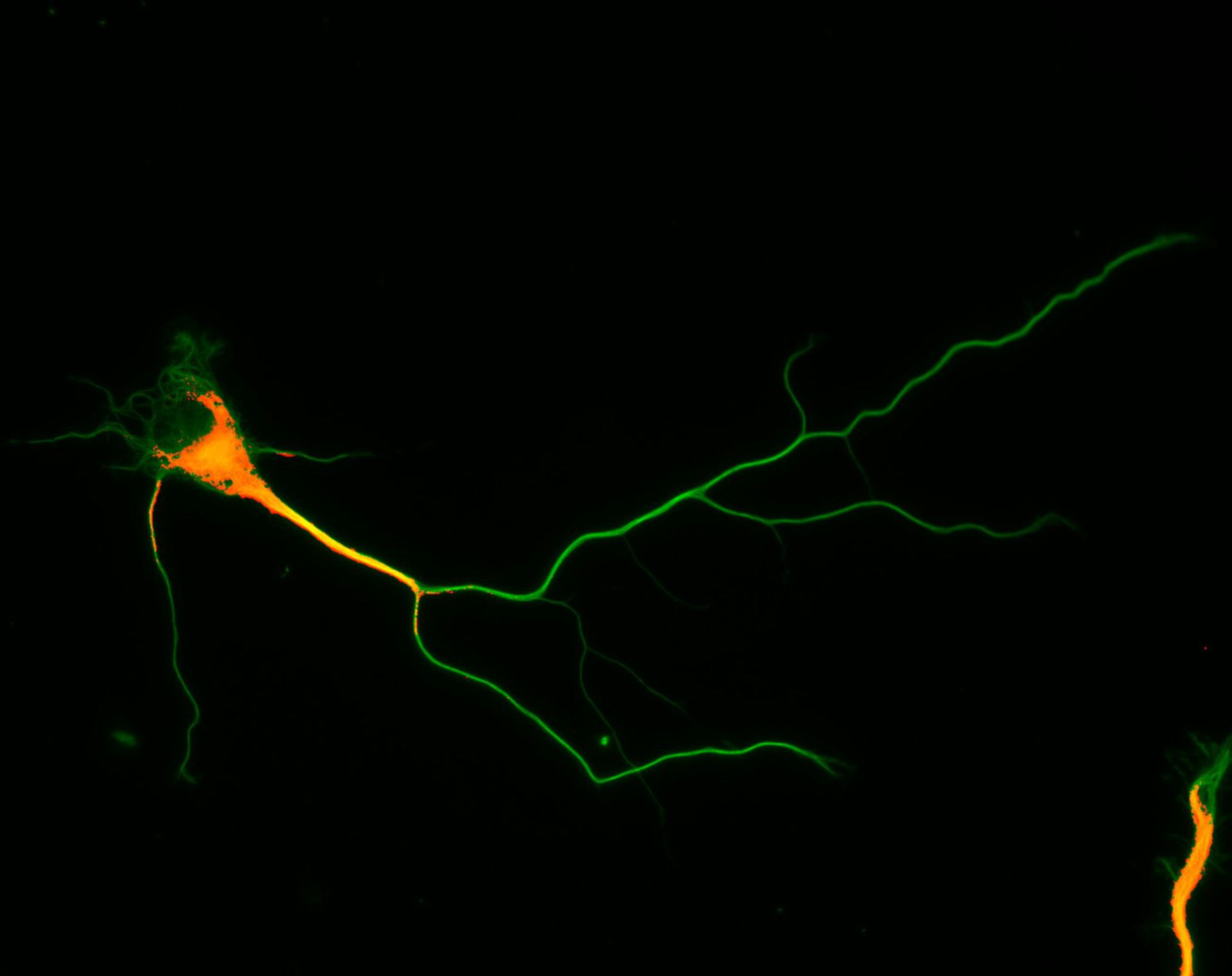 Rattus (Dendrite) - CIL:8275