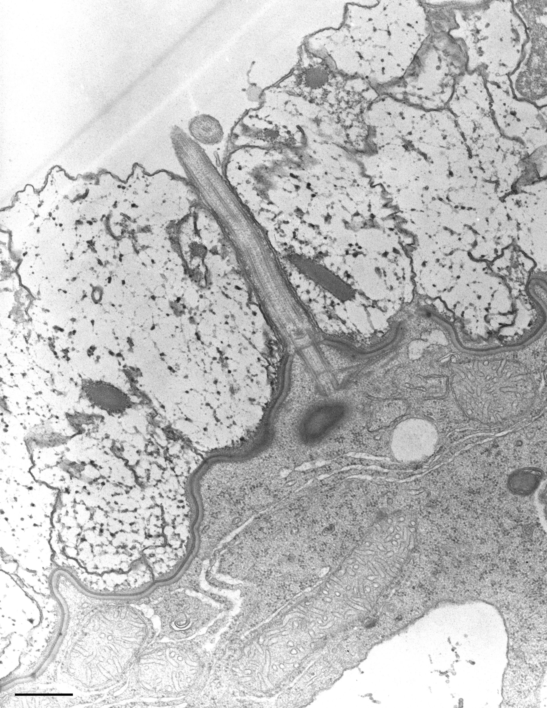 Nassula (corpo basale microtubuli) - CIL:9831