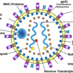 Virion DocCheck Flexikon