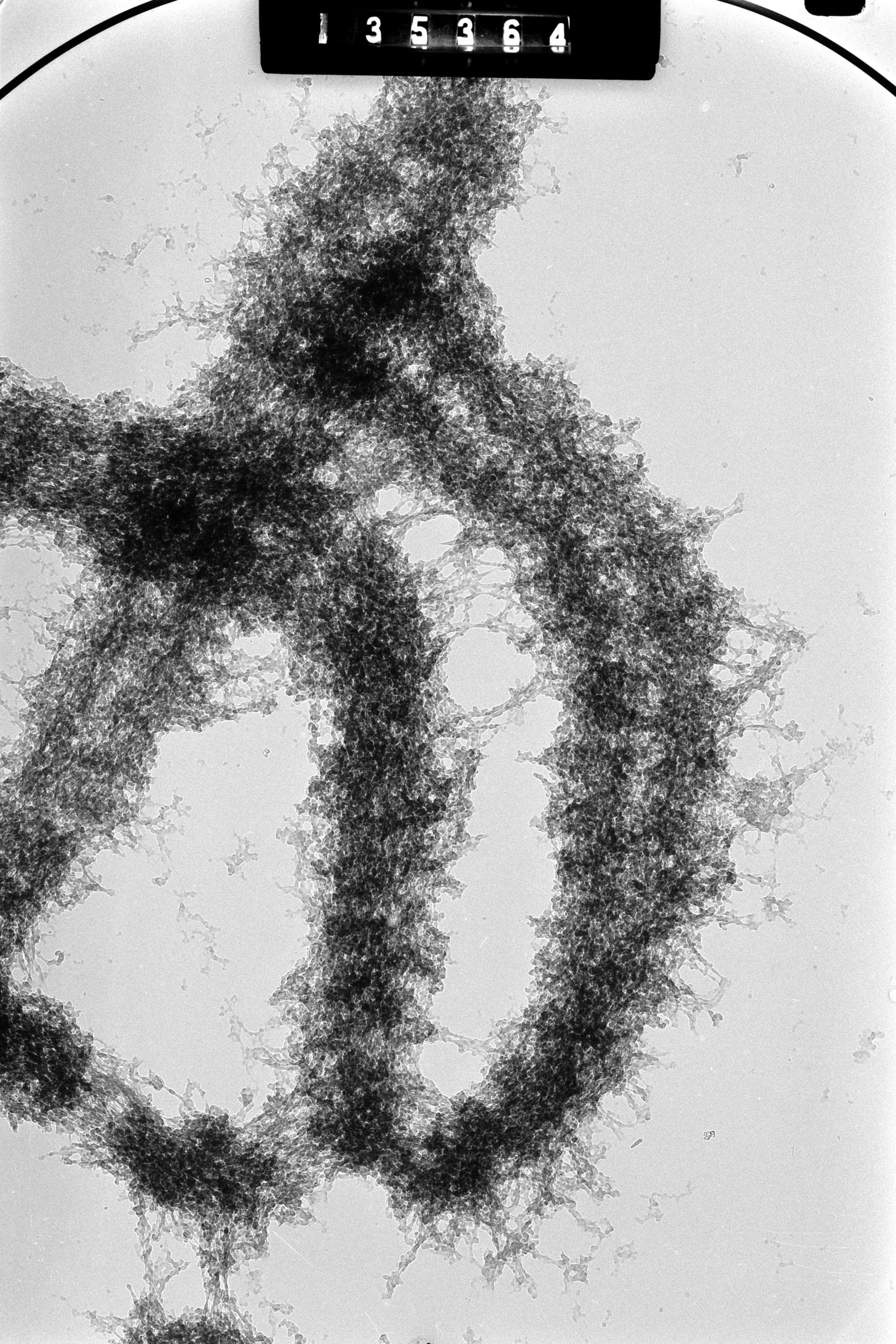 Cricetulus griseus (Nuclear chromosome) - CIL:41609
