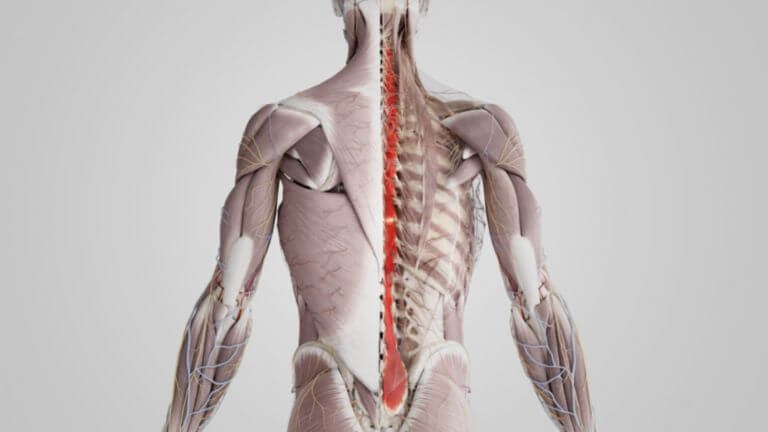 Wo Tut Der Rücken Weh Bei Bauchspeicheldrüse Musculus multifidus - DocCheck