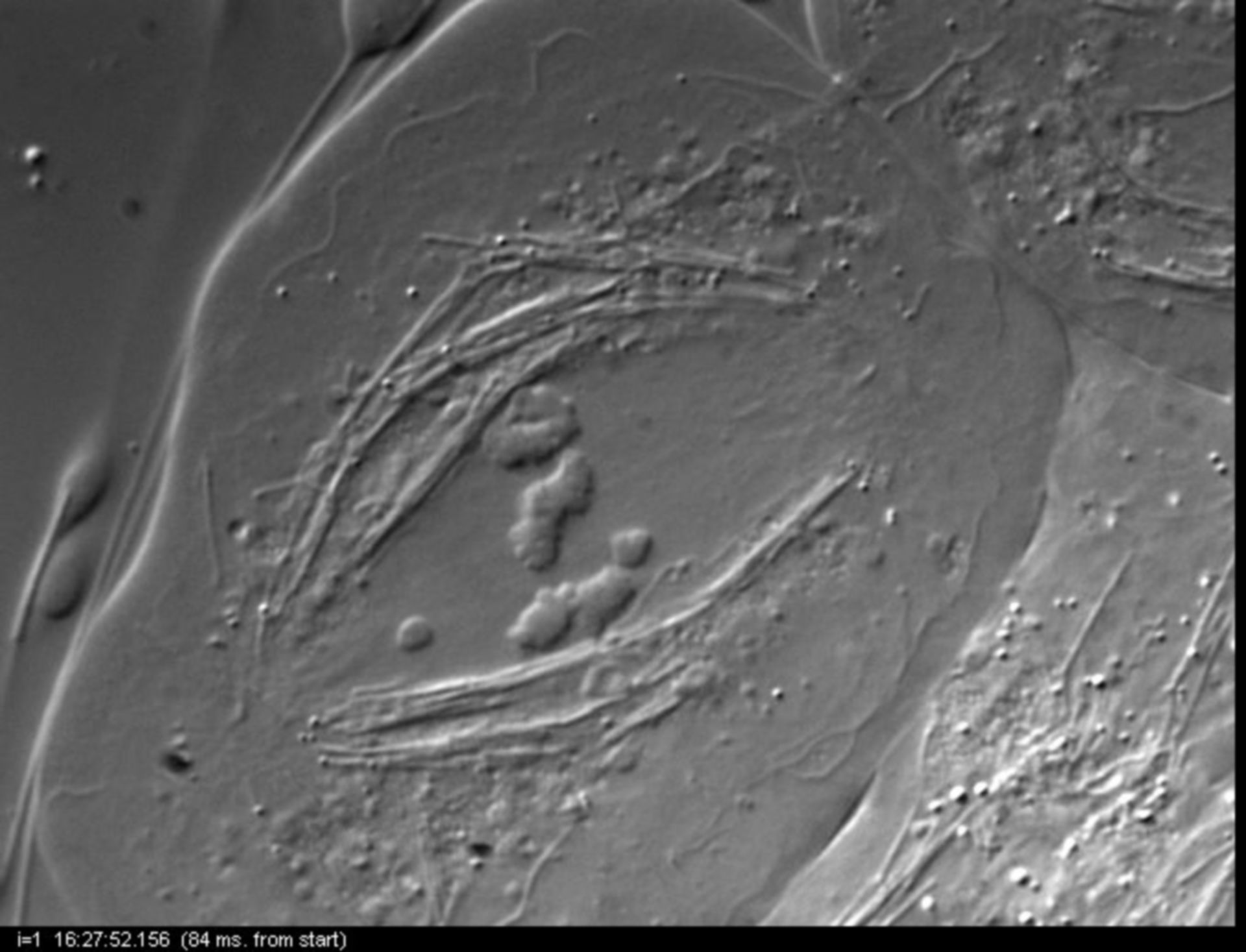 Nephrotoma suturalis (Nuclear chromosome) - CIL:12021