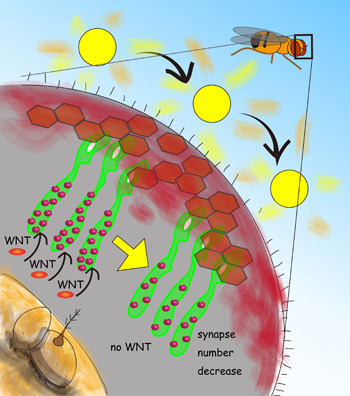 Die schematische Darstellung des Seh-Systems der Drosophila-Fliege zeigt, wie die Axone der Fotorezeptorneurone Synapsen mit den Neuronen des Gehirns formen. Wenn Fliegen drei Tage natürlichem Licht dauerhaft ausgesetzt sind, verringert sich die Anzahl der Synapsen. Dies lässt vermuten, dass das neuronale Netzwerk auf Veränderungen in der Umgebung, z.B. Veränderungen in Lichtverhältnissen, mit plastischen Veränderungen, wie eine Reduzierung der Anzahl an Verbindungen, reagiert. Diese Forschungsarbeit demonstriert, dass das Rückkoppelungssignal durch die Sekretion des Proteins Wnt benötigt wird, um Synaptische Veränderungen hervorzurufen. © Prof. Dr. Takashi Suzuki/ TokyoTech