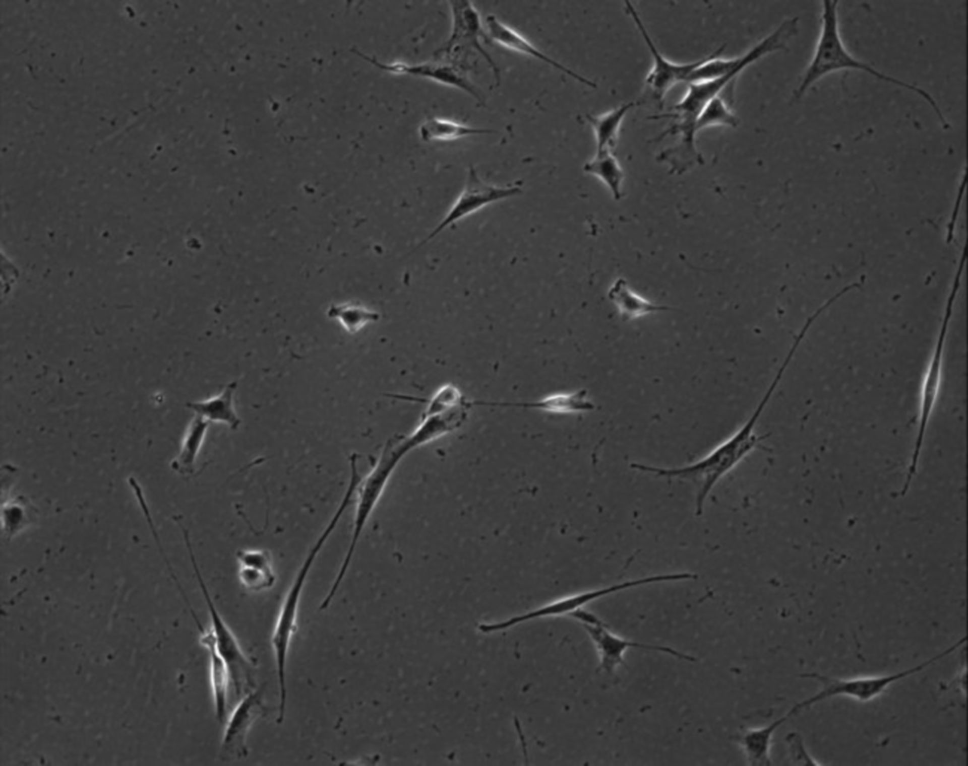 Mus musculus (Extracellular matrix part) - CIL:7879