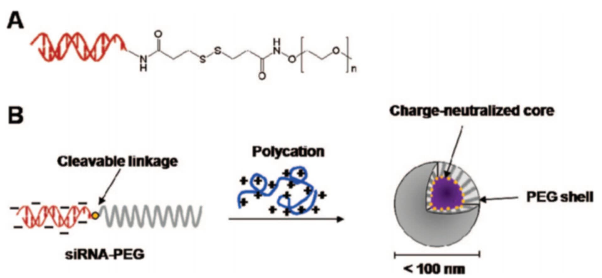 Polymer-siRNA Conjugates