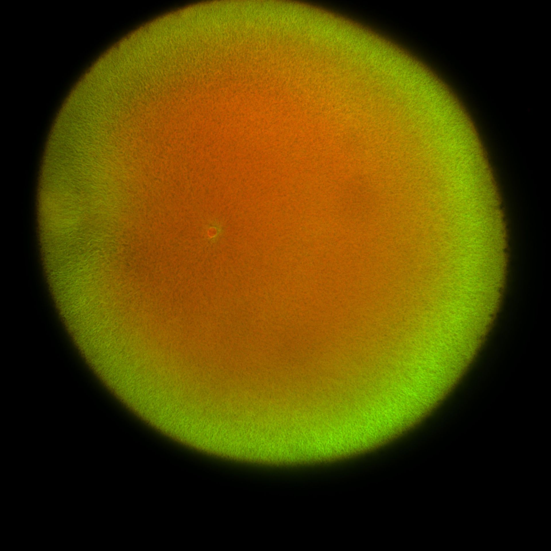 Xenopus laevis (DNA) - CIL:36488