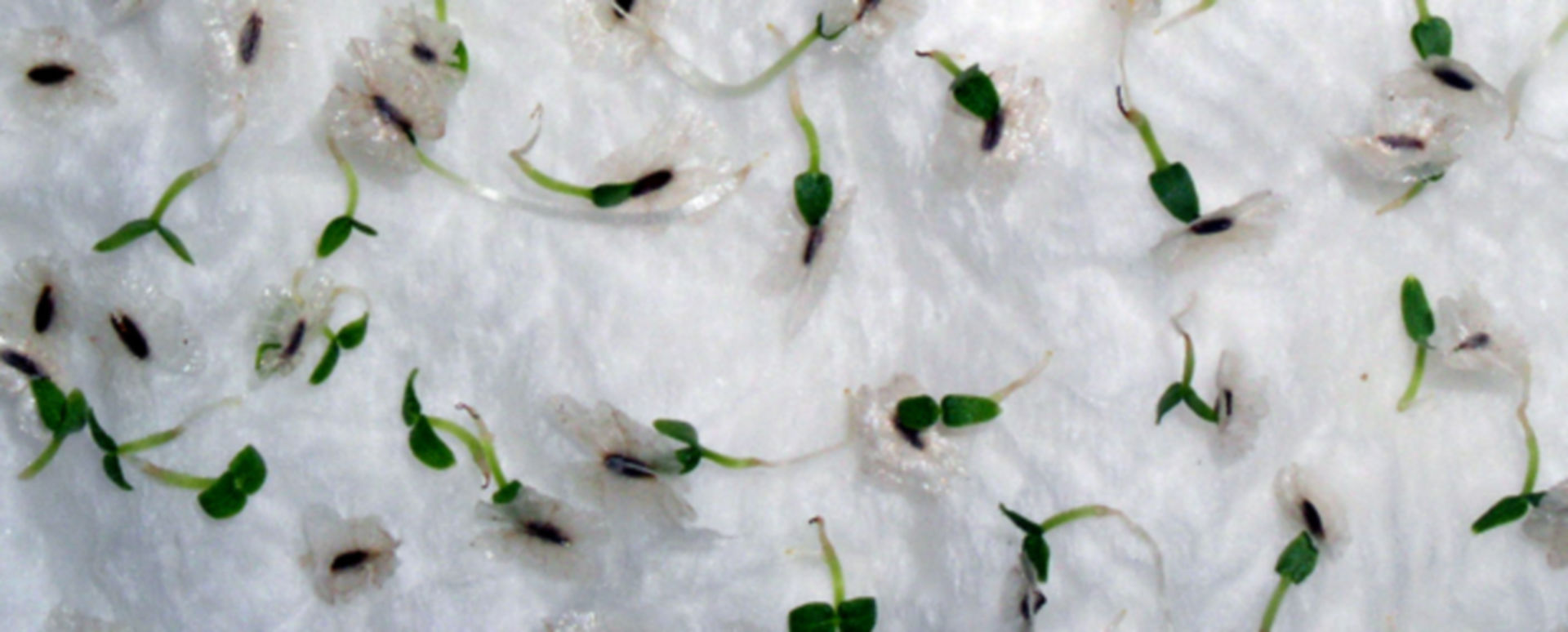 Neue Antibiotika Ausgekeimt DocCheck