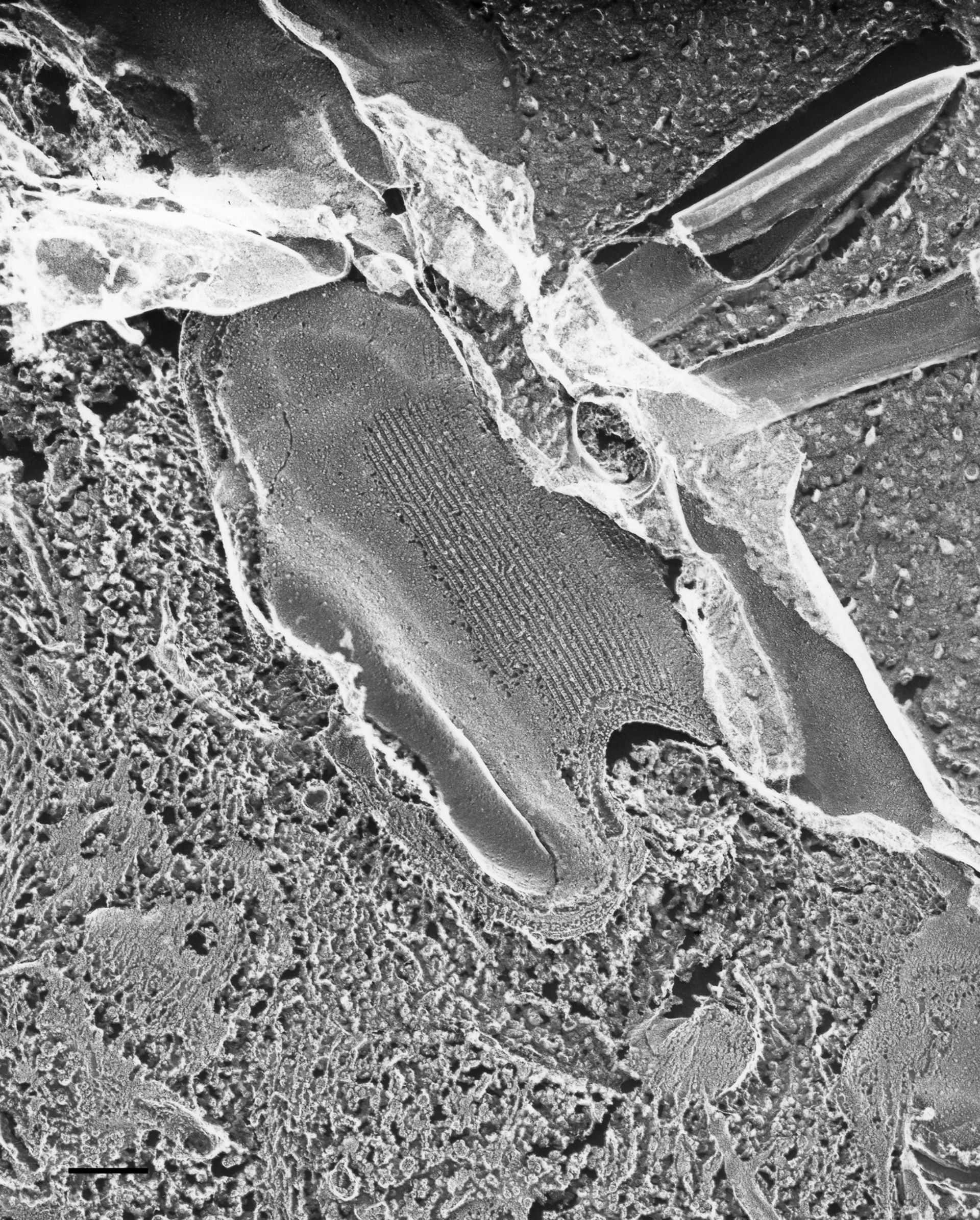 Paramecium multimicronucleatum (Plasma membrane) - CIL:36607