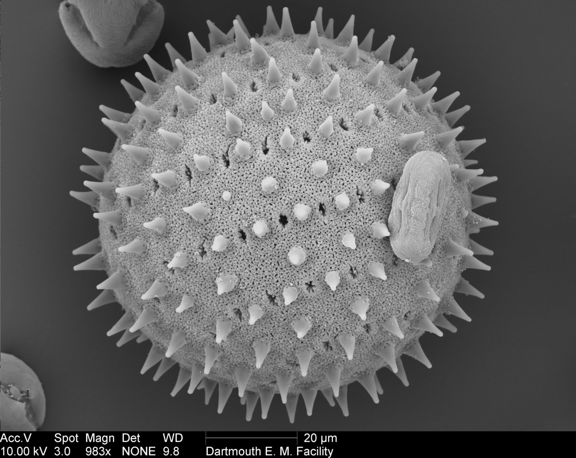 Sildalcea malviflora (Pollen wall) - CIL:40338