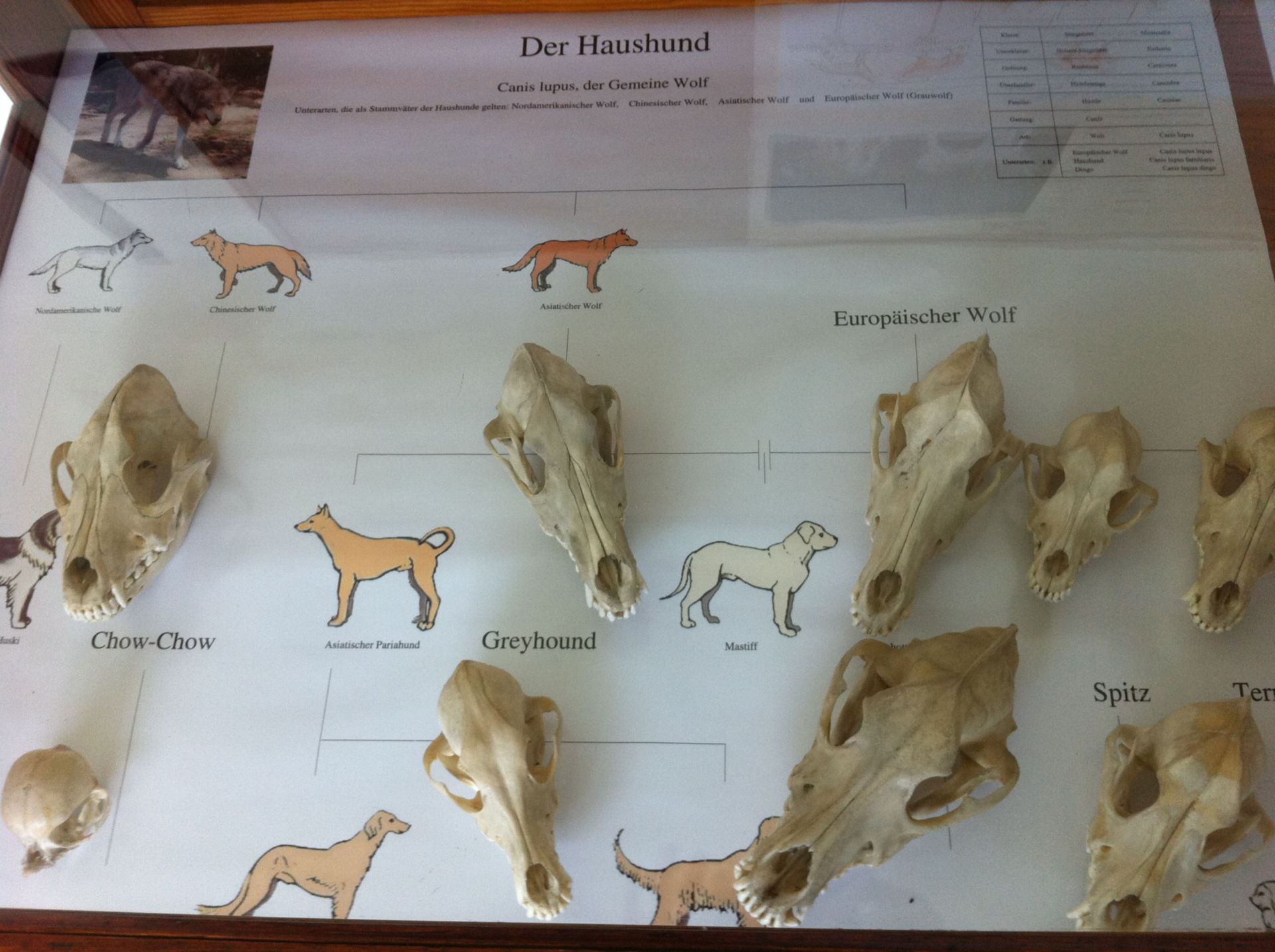 Schädel verschiedener Hunderassen (2)