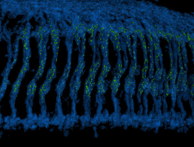 Eine 3D–Rekonstruktion des optischen Ganglions von Drosophila. Die Photorezeptoraxone (in blau) verlaufen abwärts, um Verbindungen mit Gehirnneuronen zu formen. Das grün markierte Protein Bruchpilot, das Teil der Aktiven Zone ist, kennzeichnet die synaptischen Verbindungen der Photorezeptoren. © Dr. Atsushi Sugie/ DZNE