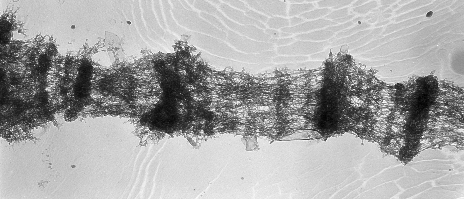 Drosophila melanogaster (Polytene chromosome) - CIL:25315