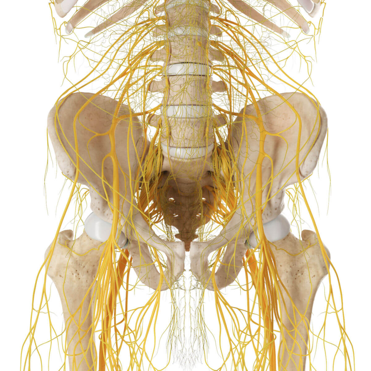 Nervenverläufe der Beckenregion (von ventral)