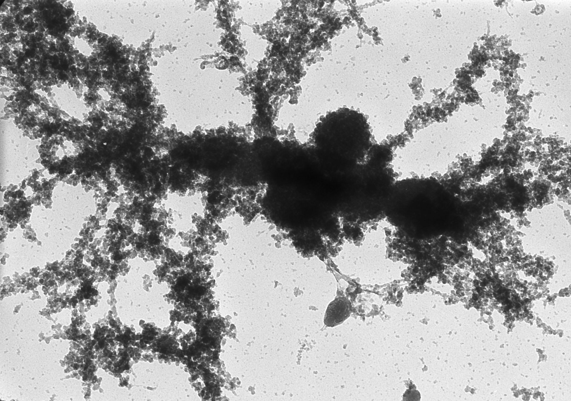 Notophthalmus viridescens (Lampbrush chromosomes) - CIL:10717