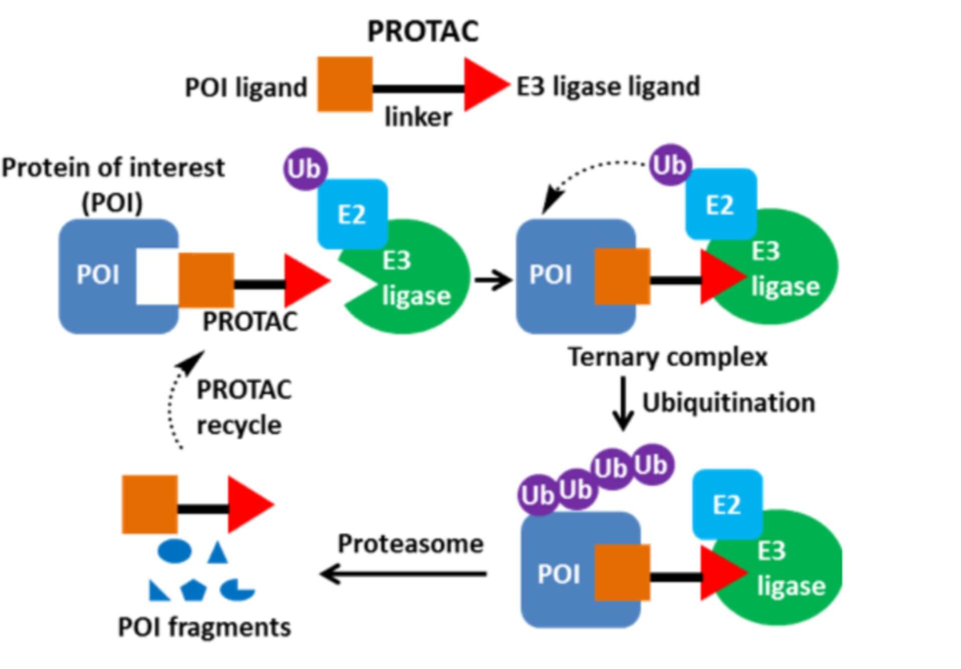 Proteolysis Targeting Chimeras (PROTAC)