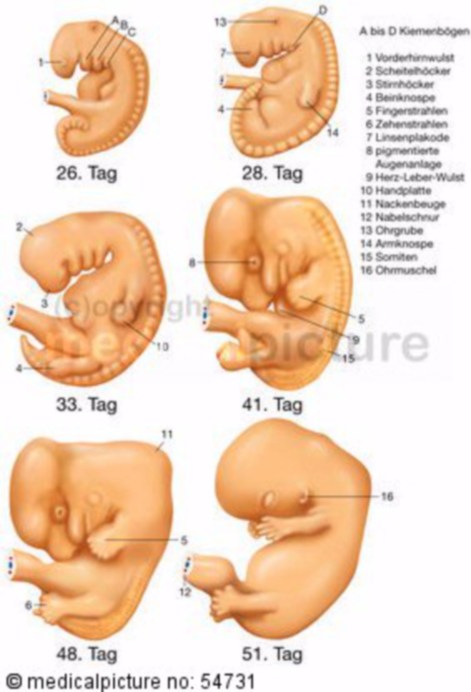 Embryo, developments stages